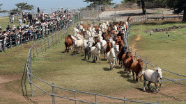 [포토타임] 봄 맞은 제주마의 초원 질주, 입목 축제 347 페스티벌 개막