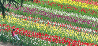 [포토타임] 네덜란드인가...1만 평 꽃밭 튤립 만개