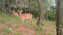 조상 무덤도 파헤쳐…섬 발칵 뒤집은 꽃사슴, 유해동물 찍혔다