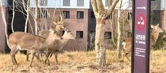 한밤 괴성에 뿔로 위협, 결국 총 들었다…안마도 꽃사슴 습격사건