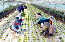 4시간 일하고 6만원 번대 청주 주부들 사이서 핫한 이곳