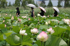 [사진] 더위에도 못참지 … 연꽃 활짝 핀 삼락생태공원 즐기기