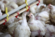 극한 폭염에 매일 닭 10만마리 폐사…치킨·삼계탕 값 또 오르나