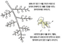 [소년중앙] 궁궐부터 길가까지 회화나무를 즐겨 심은 까닭은