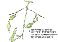 [소년중앙] 궁궐부터 길가까지 회화나무를 즐겨 심은 까닭은