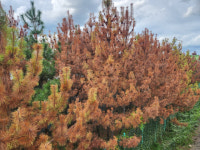 붉은 죽음 덮친 포항…4000억 쏟아붓고도 또 당했다 무슨 일 [르포]