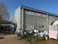 누렁이 70마리의 비극…안락사 피하고도 살 곳이 없다