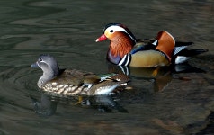 [사진] 사이좋은 원앙 부부