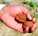 억불산 아래 귀족호두 박물관