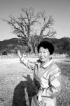 700살 은행나무 되살린 정성