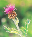 초여름 길목 뻐꾹새 울 때 피어요