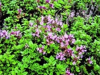 귀한 향기가 돌틈새로 묻어나요