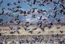 힘껏 날아봐, 저 철새처럼‥