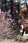 “봄꽃 축제 놀러오세요” 15일 연기 도원문화제 시작