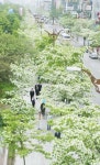 이팝나무 아래 꽃향기 콘서트