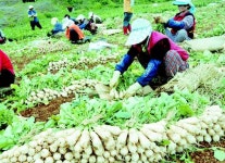 태안 황토 갯바람 총각무요!