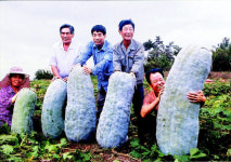 흥부도 놀랄 ‘대한민국 대표호박’