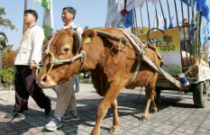 우리쌀은 우리소가 지킨다