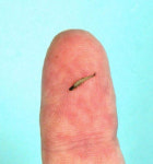 세계서 가장 작은 7.9mm 물고기 발견