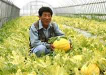 참외야? 수박이야?