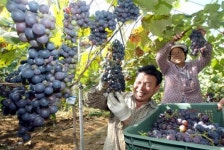 천단마을 유기농 포도