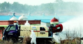 김제서도 AI 확인…첫 발생지서 18㎞ 메추리 농장