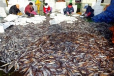 때아닌 오징어 풍년?