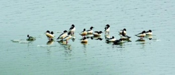 비오리떼 나들이