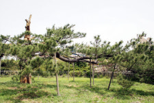 전주 450살 ‘곰솔’ 푸른 생기 되찾아