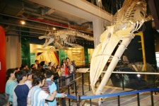 “와~뼈 좀 봐” 고래도시 온 아이들 입이 ‘쩍’