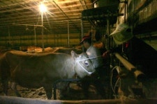 [이순간]송아지 값도 눈물도 뚝!뚝!뚝!