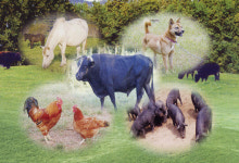 제주 토종가축 우수 ‘종자전쟁 안무섭다’