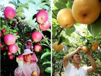 감귤밭→남해, 녹차밭→고성…특산물 지도가 바뀐다