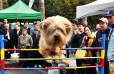 삽살개 “내가 경산시 명물”