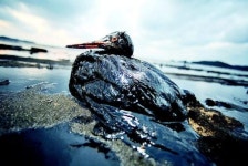 해안 40Km 기름범벅…천수만도 위험