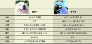 상근이 vs 앵무새