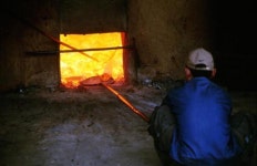 자식농사 밑천된 ‘대학나무’ 연노랑 꽃안개