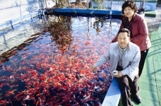국내 최대 관상어 생산 바탕 관광으로 리모델링