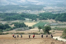 펀치볼은 민들레를 닮았어요