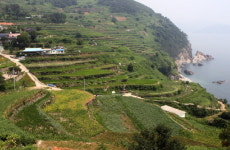 밭 갈던 소, 한눈팔다 떨어질라