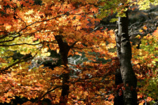 칠선녀 떠난 계곡에 붉은 물 출렁