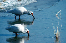 따~옥 따~옥 따오기, 이젠 어디서 우나