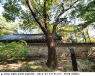 도심 한복판 300살 거목들 꽉 찬 ‘심산유곡’