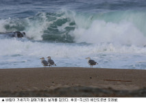 솔향 산행 뒤  온천서 몸 녹이고 바닷바람 쏴~