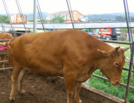 아산서 몸무게 909kg ‘슈퍼 한우’