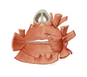 우리 몸, 솔직하게 본다