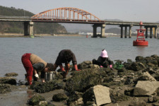 바지락이 돌아왔다 마산만이 살아난다