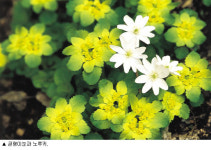 야생화로 여는 수줍은 봄