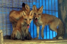 토종여우 자연번식 성공