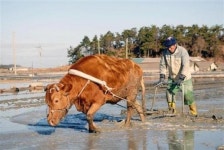 겨울 소금밭 풍경